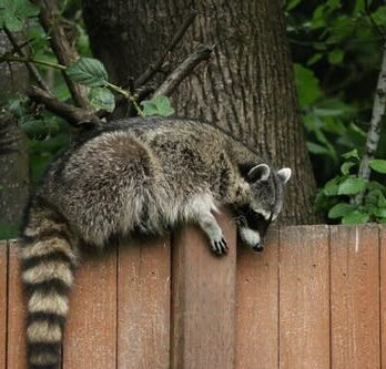 Raccoons Can Be Driven Away With This Homemade Garlic Oil Recipe